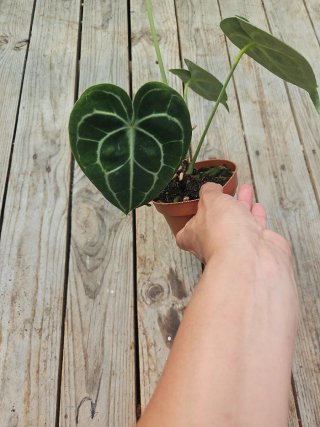 Anthurium Clarinervium