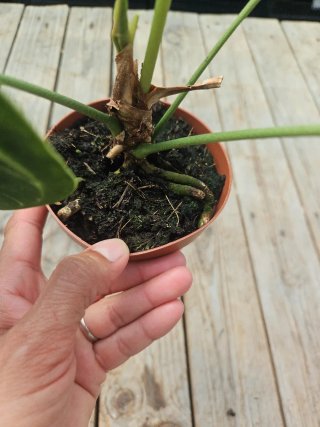Anthurium Clarinervium