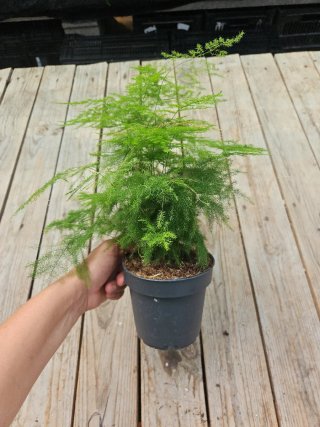 Asparagus