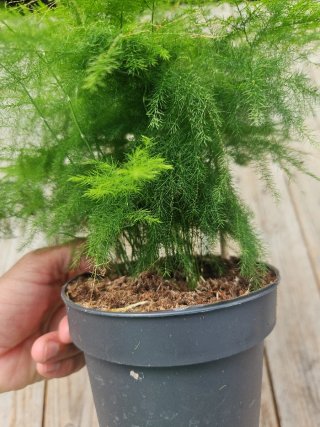 Asparagus