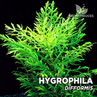 Hygrophila difformis - Planta Acuario
