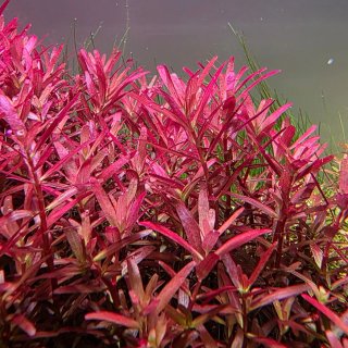 Rotala Blood Red - Acuario