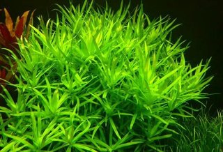 Heteranthera zosterifolia - Planta Acuario