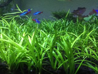 Sagittaria subulata dwarf - Acuario