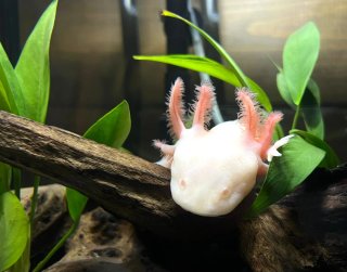 Mundo Acuario