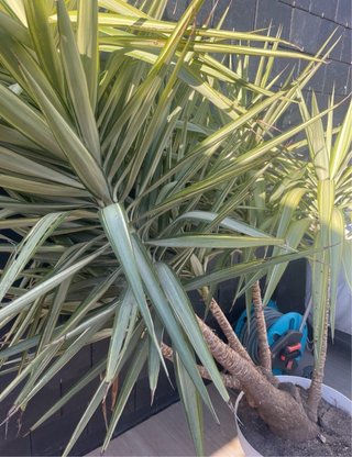 Planta Yucca Gigante