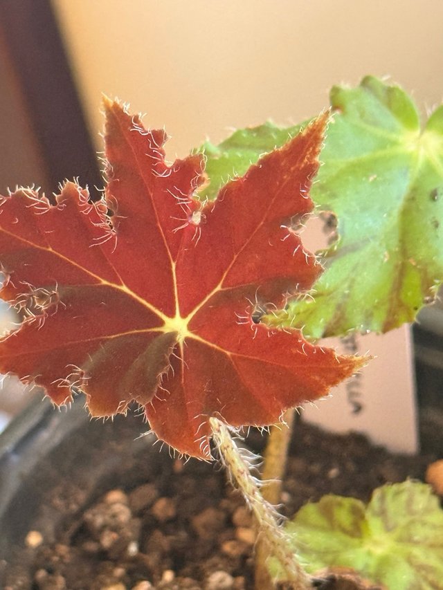 Begonia Estrella Bebé