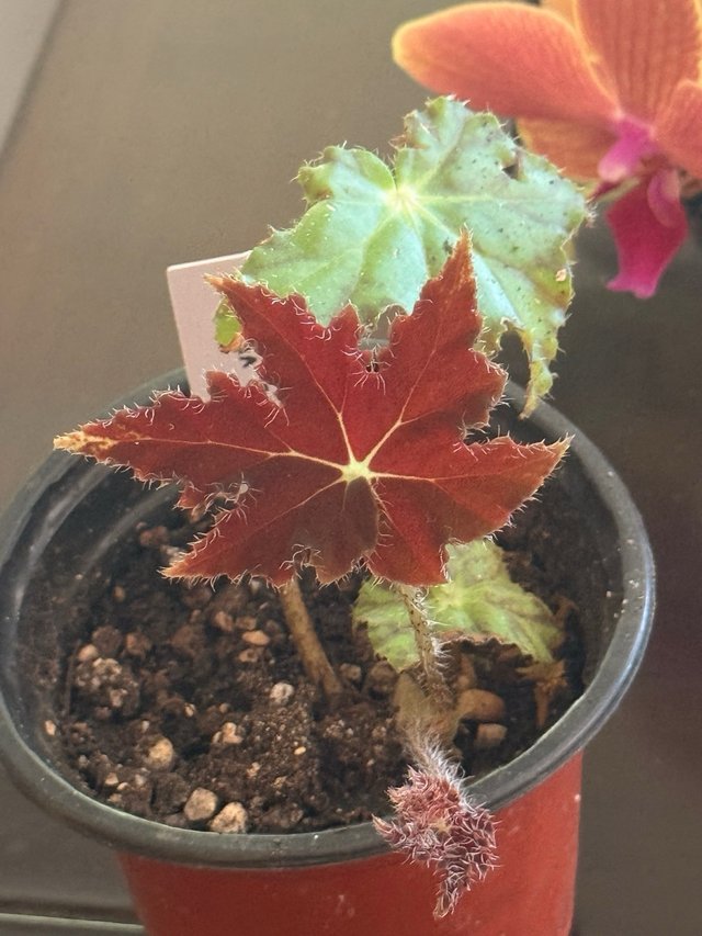 Begonia Estrella Bebé