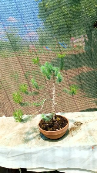 Bonsai Pino Pícea