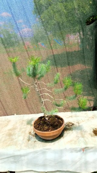 Bonsai Pino Pícea