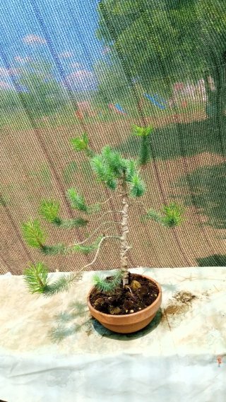 Bonsai Pino Pícea