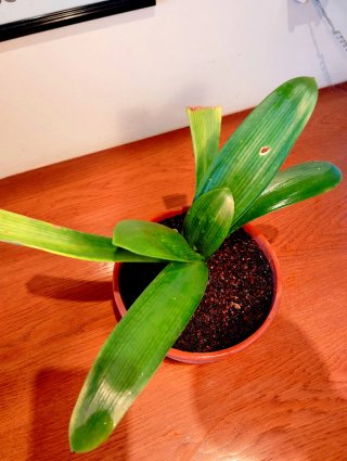 Planta.Clivia Minata.