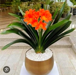 Planta.Clivia Minata.
