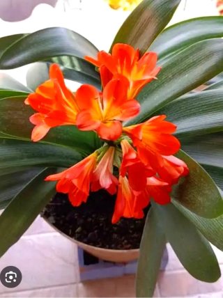Planta.Clivia Minata.
