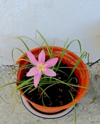 1 bulbo de Lirios de lluvia - Flores color rosa