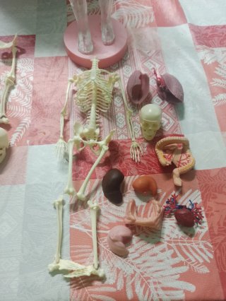 Muñeco Anatomía Humana y Órganos