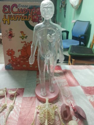 Muñeco Anatomía Humana y Órganos