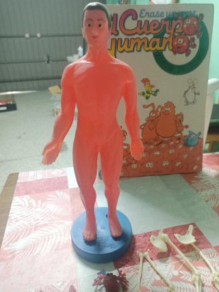 Muñeco Anatomía Humana y Órganos