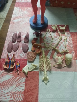 Muñeco Anatomía Humana y Órganos