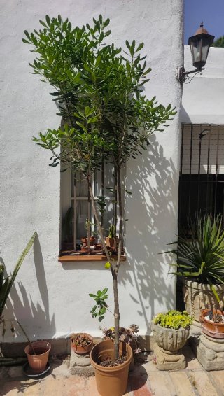 Planta preciosa