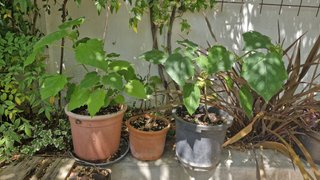 4 Paulownias