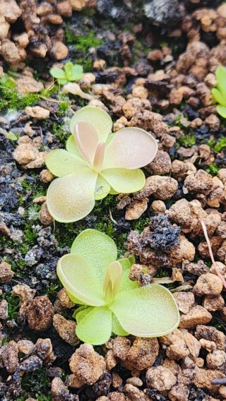 Pinguicula 'Weser' Planta Carnívora Híbrida
