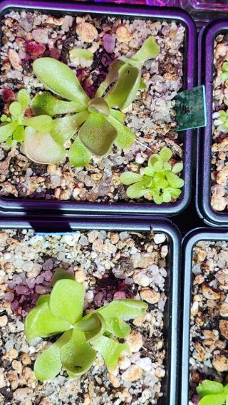 Pinguicula 'Weser' Planta Carnívora Híbrida