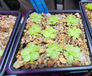 Pinguicula Esseriana Planta Carnívora Mexicana