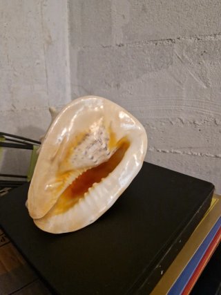 Conchiglie di mare decorative