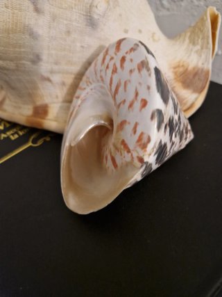 Conchiglie di mare decorative