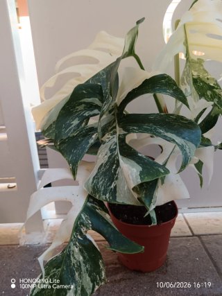 Monstera Variegata