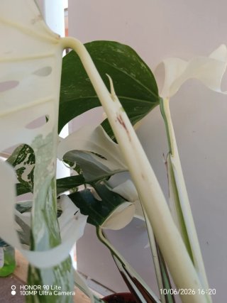 Monstera Variegata