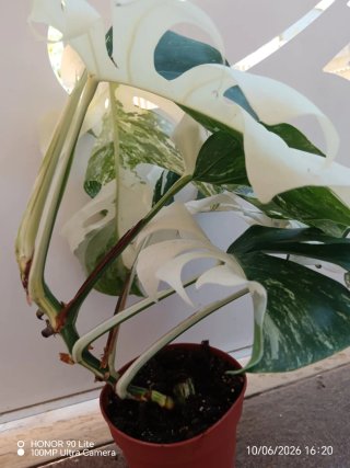 Monstera Variegata