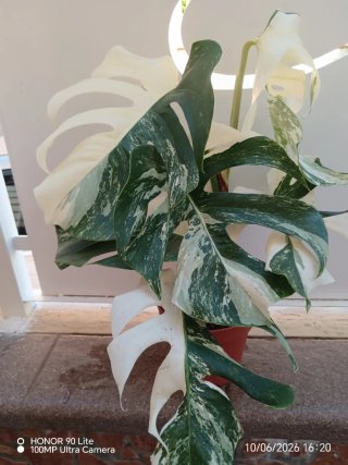 Monstera Variegata