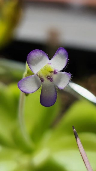 Clon Pinguicula Agnata