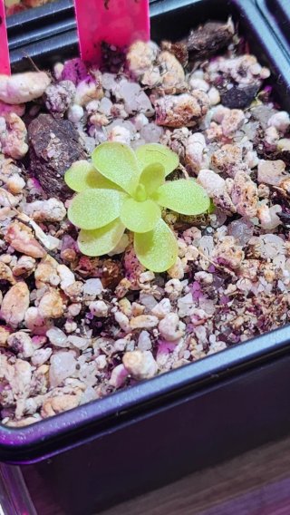 Clon Pinguicula Agnata