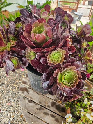 Suculenta Aeonium Negro