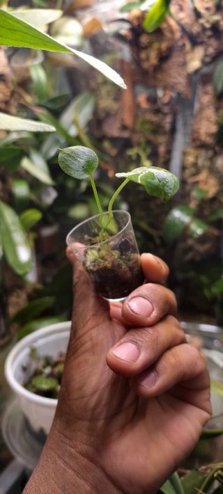 Anthurium coriaceum Velvety (planta joven)