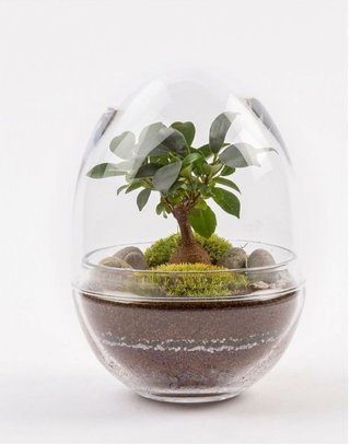 Terrario Huevo Cristal Plantas