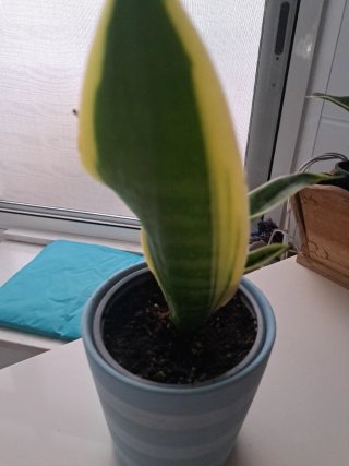 Planta Sansevieria en maceta
