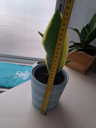 Planta Sansevieria en maceta