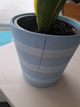 Planta Sansevieria en maceta