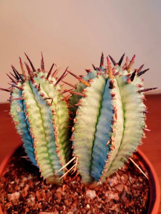 Planta.Euphorbia Polygona "Snowflake'