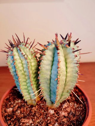 Planta.Euphorbia Polygona "Snowflake'