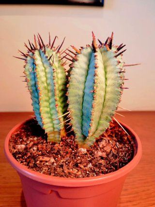 Planta.Euphorbia Polygona "Snowflake'