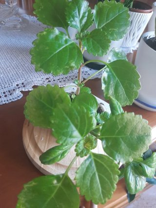 Planta del dinero