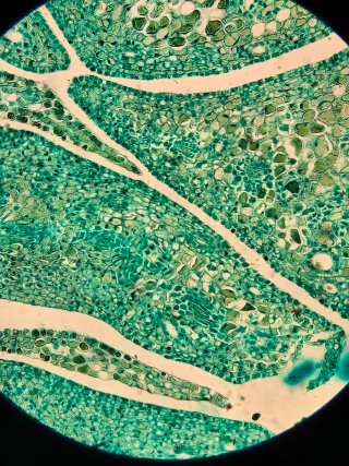 Microscopio OXFORD