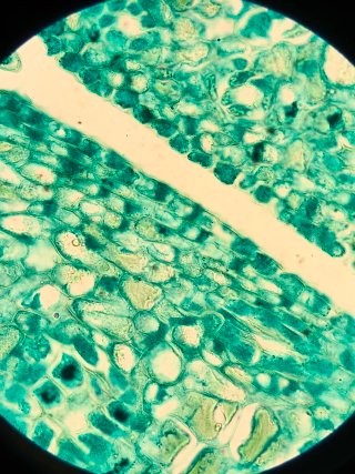 Microscopio OXFORD