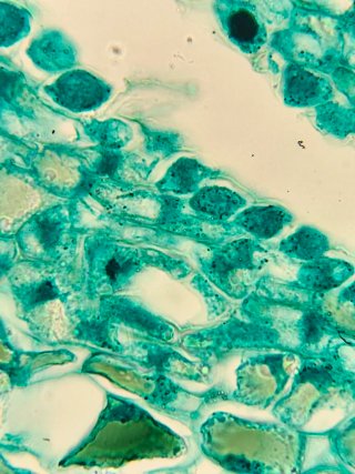 Microscopio OXFORD