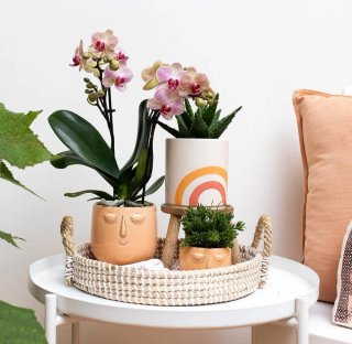 Vaso Viso Ceramica x Pianta Grassa/Orchidea